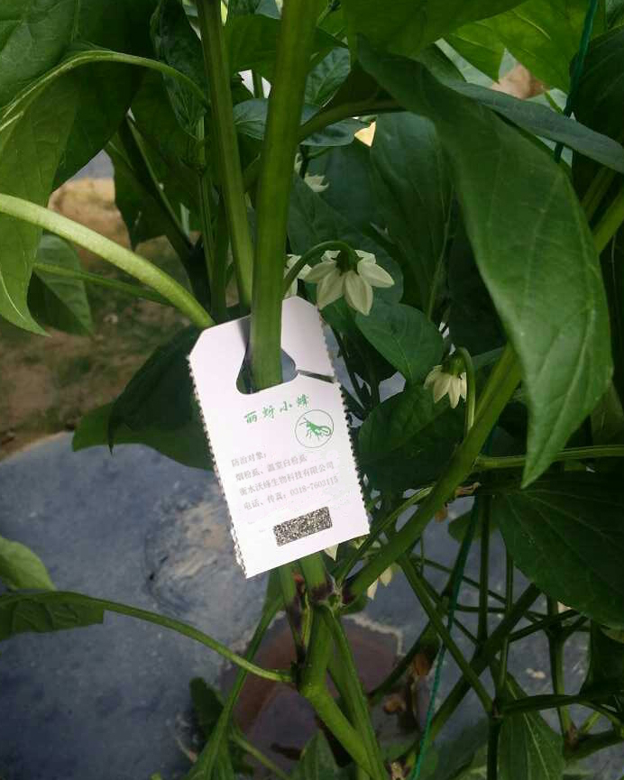 1504686895117902.jpg 1-150P3103943563.jpg